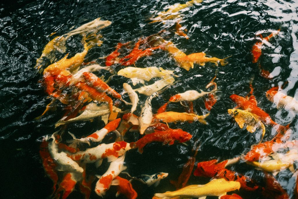 Combien de carpes koï dans un bassin de 1 000 litres ?
