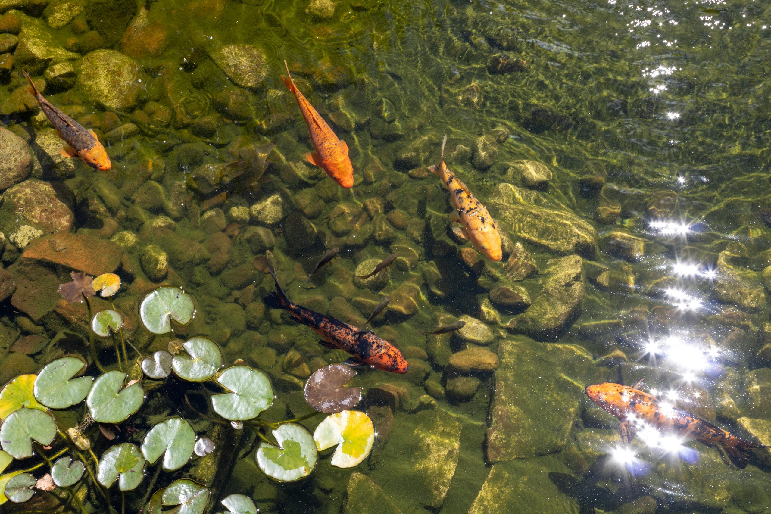 Hivernage et entretien du bassin koï