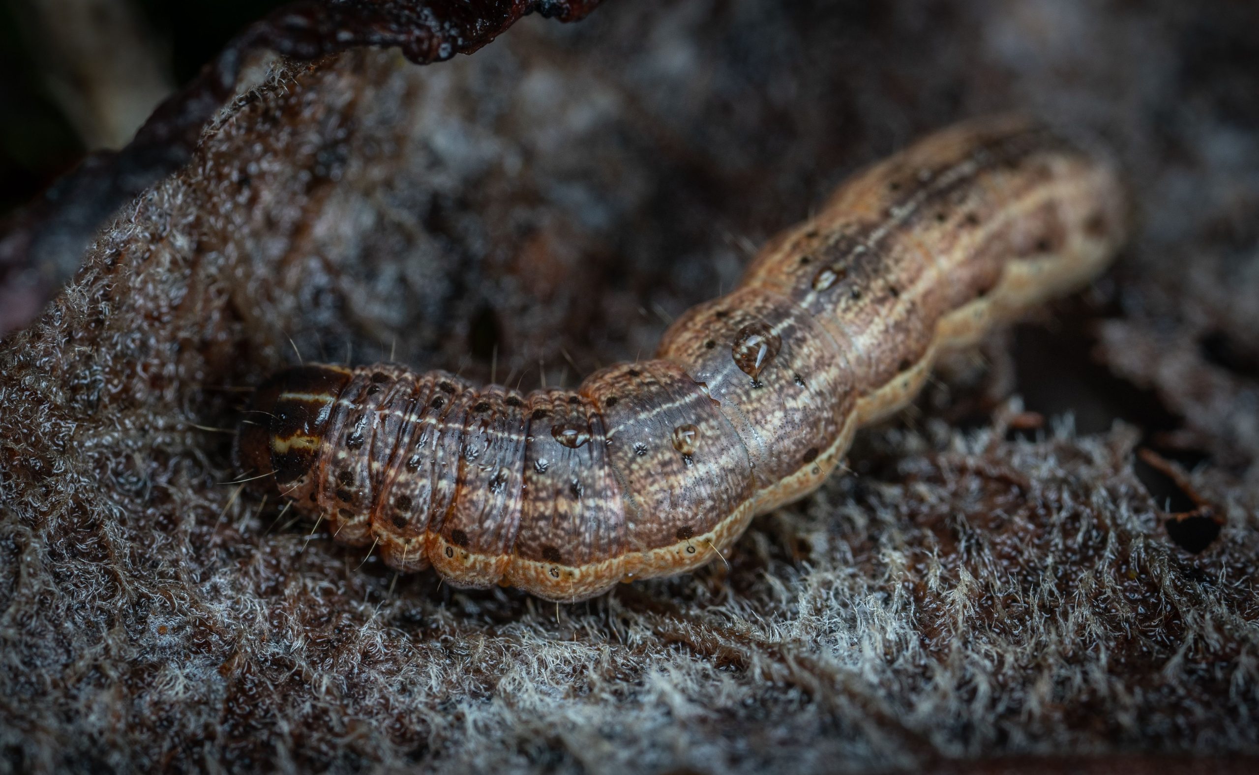 Méthodes élimination chenilles marron