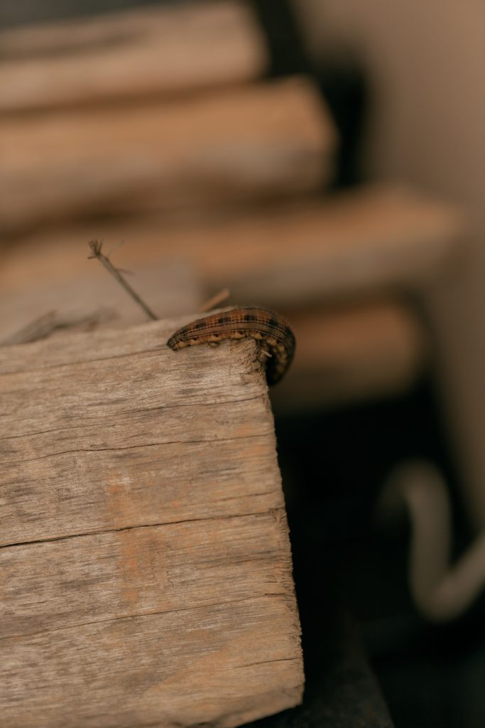 Comment éliminer les chenilles marron de sa maison ?