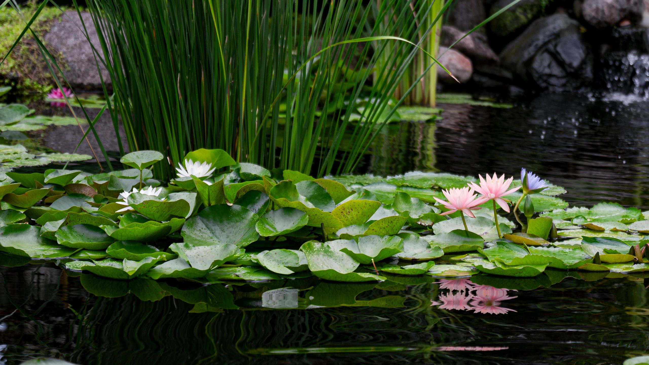 Bassin nénuphars colorés végétation luxuriante