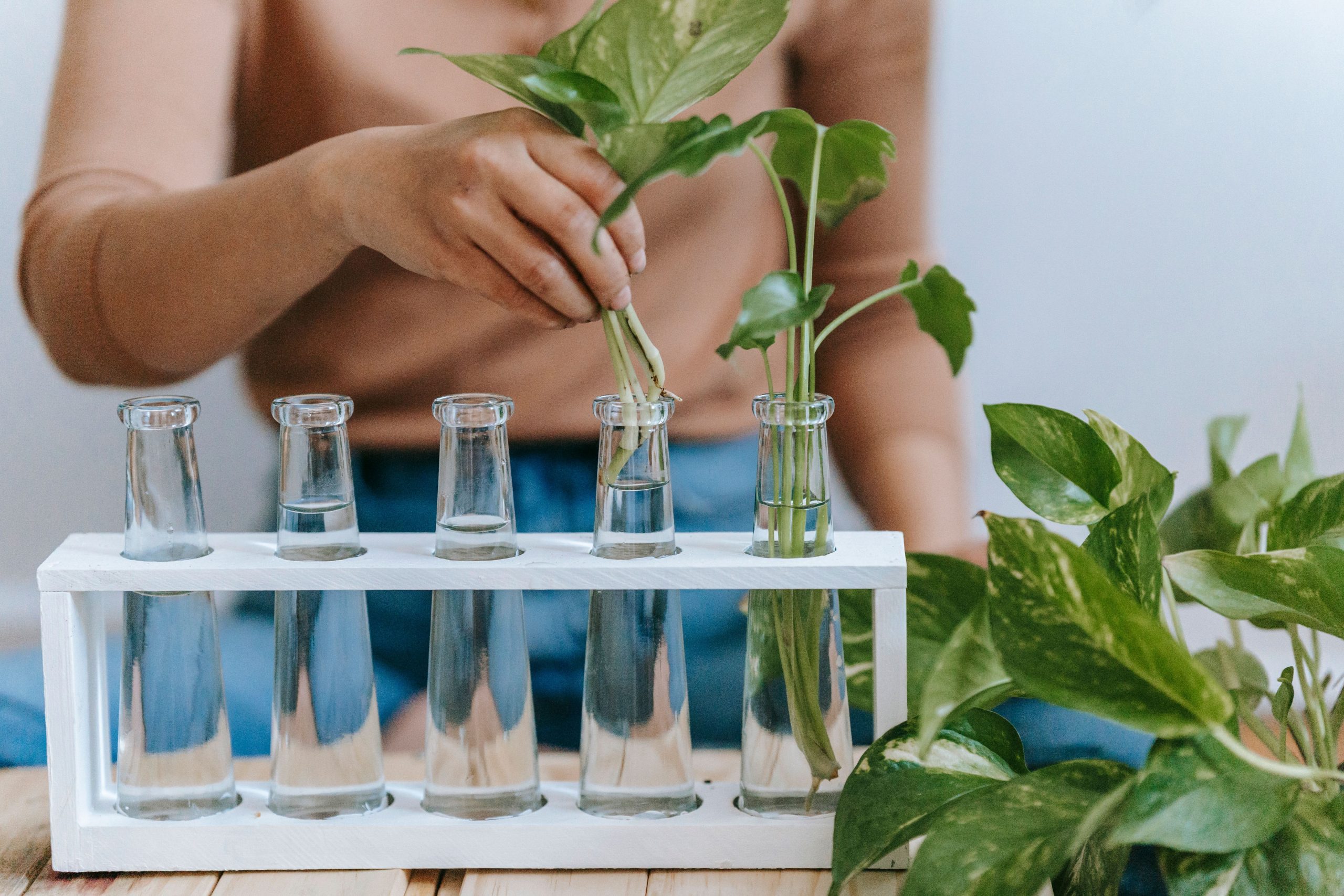 Femme plantant une jeune pousse dans bouteille eau