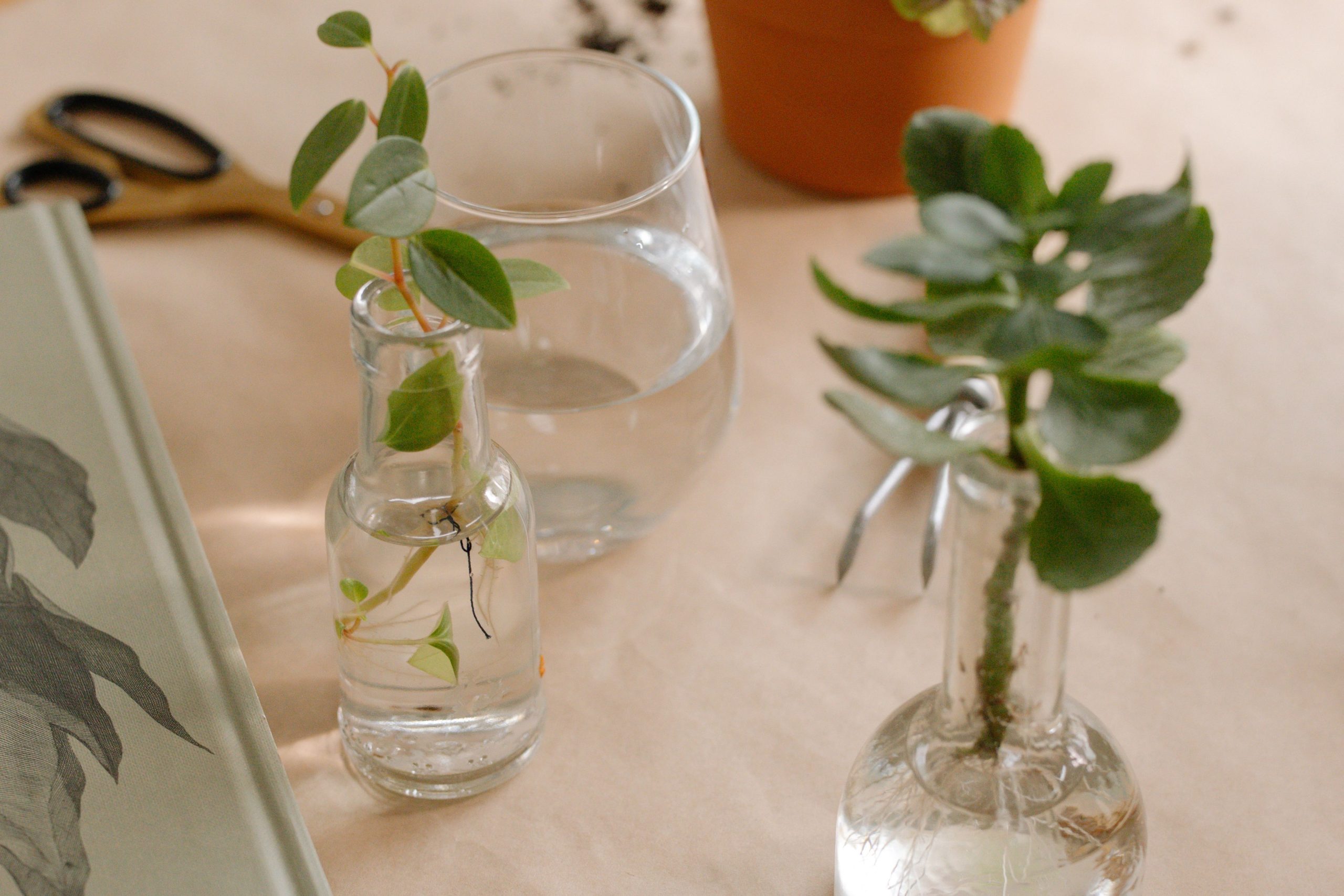 Boutures de plantes dans des bouteilles en verre