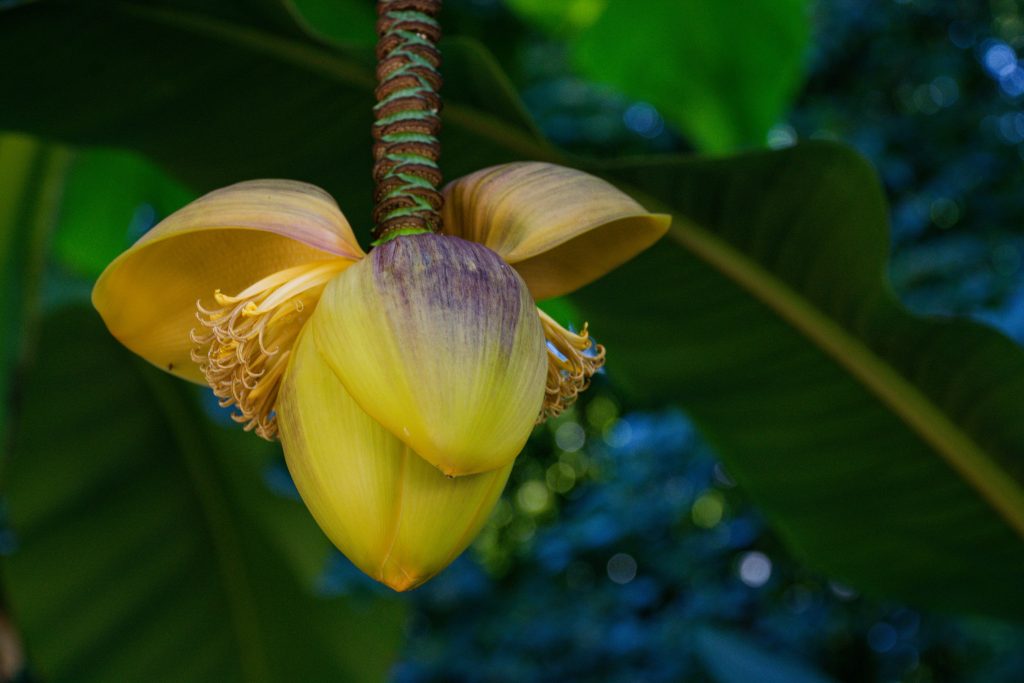 Bananier en fleur : tu fais quoi maintenant ?