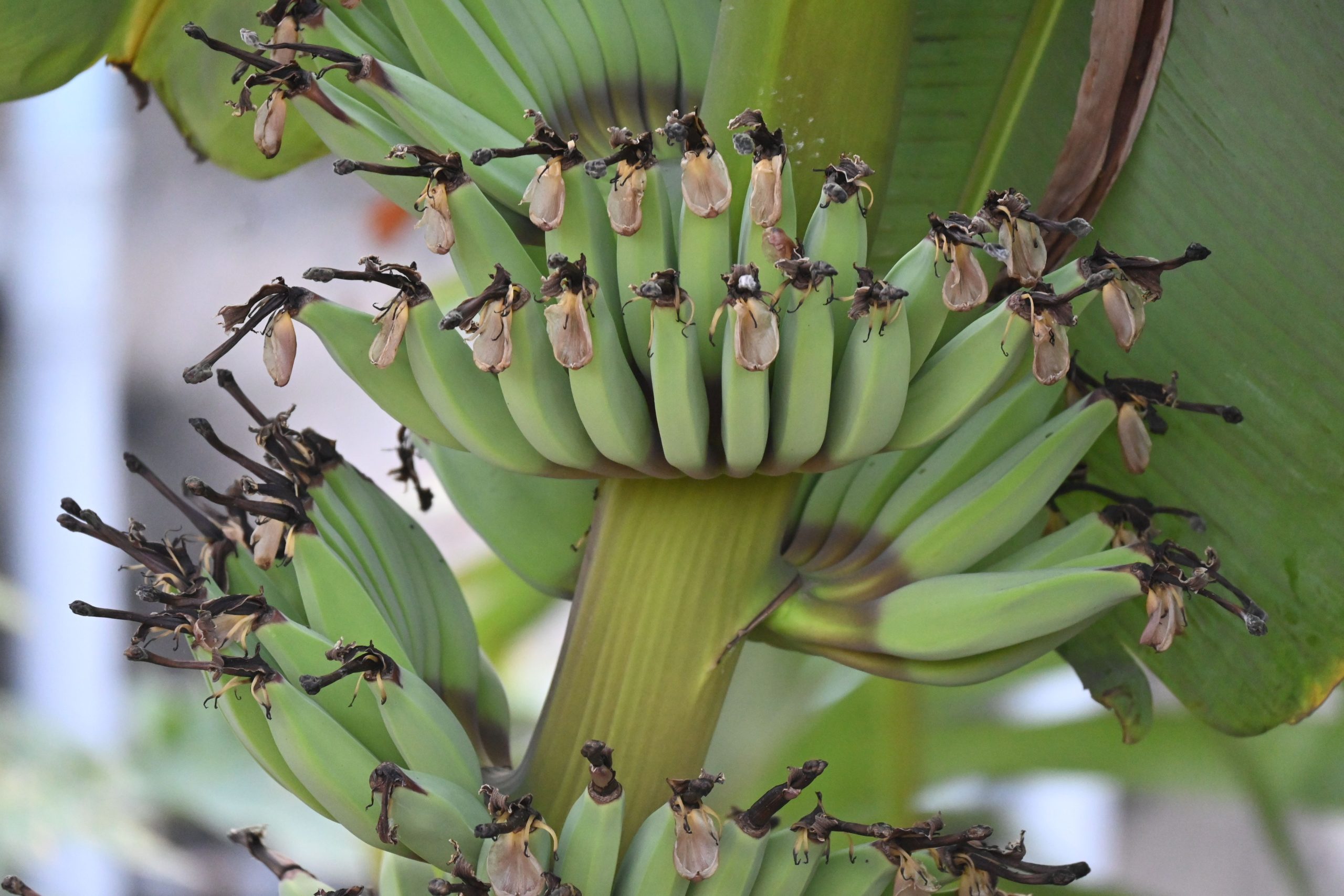 Jeunes bananes vertes en croissance avec fleur seche